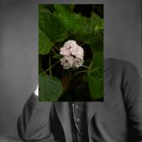 "Harding" | DER GREIF