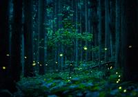 From the series "Hotarubi Summer Fairies" | DER GREIF