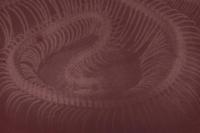 "The Ouroboros" | DER GREIF