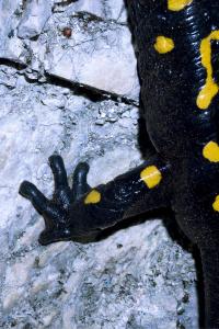 "Phalanges", Greece, 2018 | DER GREIF