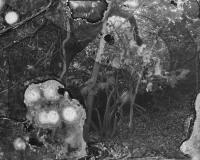 Microbial Landscape 3 | DER GREIF