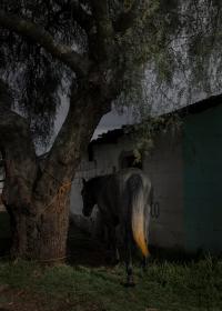 From the series "Raízhambre" | DER GREIF