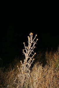 "darkness" from the series "DREAMING," Italy, 2026 | DER GREIF