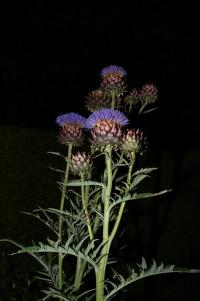 From the series "Beyond Fragments" | DER GREIF