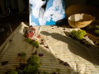 DER GREIF