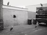 From the series "How to disappear", Den Haag, The Netherlands, 2024 | DER GREIF