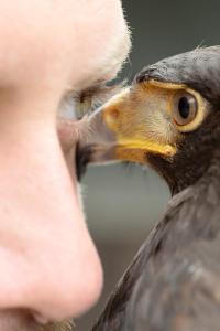 From the series "Please, Don't Ever Come Down" | DER GREIF