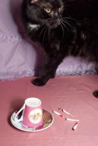 Maya Nur Vandegehuchte, "Evidence of Gathering" | DER GREIF