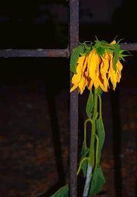 Untitled from "Trip into Adulthood" | DER GREIF