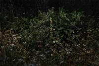 "Portrait of plants", Libiąż, Poland, 2025 | DER GREIF