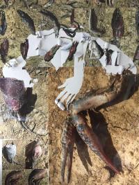 From the series "CRUSTACEA X HOMINEM X PHOTOGRAPHIA", Historischer Wasserspeicher Stuttgart-Ost, Germany, 2023 | DER GREIF