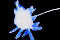 Zoé Elia Menthonnex, from the series "Zombie" | DER GREIF