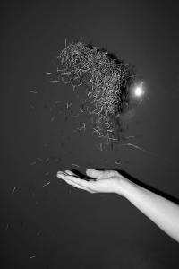 Domesticated Animal, Phase Three | DER GREIF