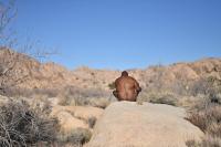 "Joshua's Meditation", California, United States | DER GREIF