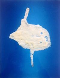 Naomi Livia, "Egg White VI" from "Fried Egg Portraits" | DER GREIF