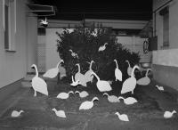 From "The Clear Image of Paradise" | DER GREIF