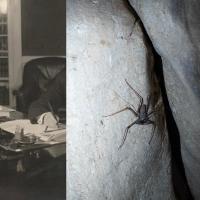 "Coolidge" | DER GREIF