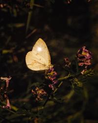 The Hidden Sister. | DER GREIF