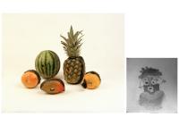 Paloma Passetto de Souza, "Fruit Pinholes" from "Museum of Disobedience" | DER GREIF