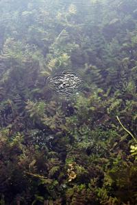 "Blue Eye" Albania, 2021 | DER GREIF