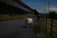 "Elan Valley Ewe (portrait in moonlight)" | DER GREIF