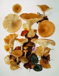 © Fred Waldvogel | DER GREIF