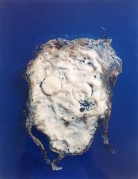 Naomi Livia, "Egg White V" from "Fried Egg Portraits" | DER GREIF