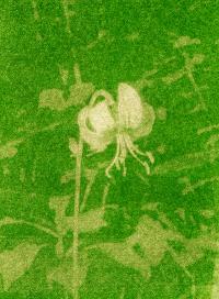 Olga Cafiero, from the series "Cultus Langarum" | DER GREIF