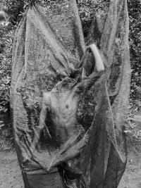 DER GREIF