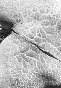 Untitled | DER GREIF