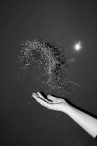 Domesticated Animal, Phase One | DER GREIF