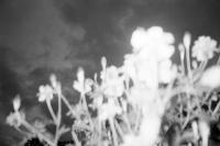 From the series "ShadowBox" | DER GREIF