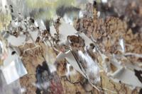 From the series "CRUSTACEA X HOMINEM X PHOTOGRAPHIA", Historischer Wasserspeicher Stuttgart-Ost, Germany, 2023 | DER GREIF