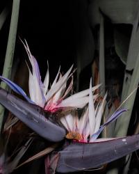 Untitled | DER GREIF