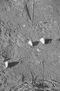 Kristina Rozhkova, Untitled from the series "The Bliss of Girlhood" | DER GREIF