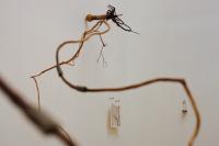 Exhibition Topiary, Installation View | DER GREIF