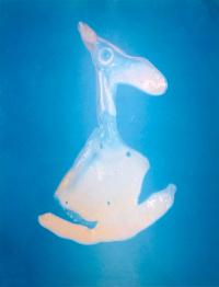 Naomi Livia, "Egg White I" from "Fried Egg Portraits" | DER GREIF