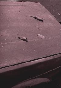 From the series "Hechizo" | DER GREIF