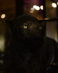 Uncanny Valley | DER GREIF