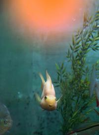 Pai Sad Fish | DER GREIF