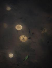 From the series "Raízhambre" | DER GREIF