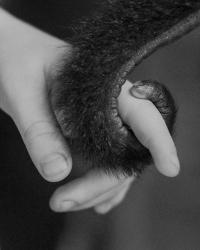 "Ilias and the Ringtail" form the series "Rivulet" | DER GREIF