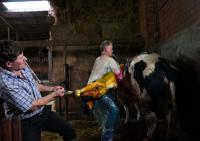 Cesarian birth of a calf | DER GREIF