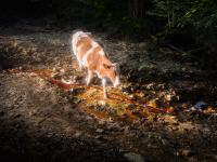 From the series "flux", Geamana, Alba region, Romania, 2025 | DER GREIF