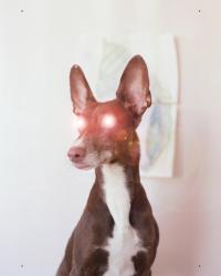 Wisdom of Virginia | DER GREIF