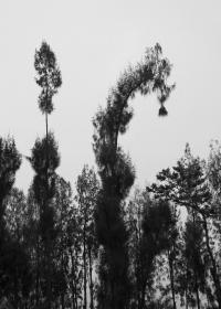 Clara Sartor, April in September | DER GREIF