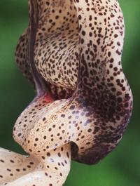 Almost Too Close | DER GREIF