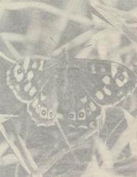 Feiyi Wen, "The Untitled" from Seeing a pine tree from your bedroom window London , United Kingdom, UK, 2024 | DER GREIF