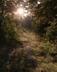 Afternoon light on a meadow | DER GREIF