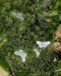 Tomasz Kawęcki, Untitled from the series "Flux" | DER GREIF